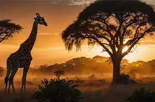 South Africa