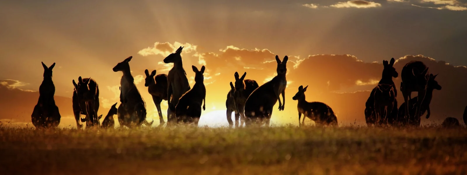 Australia1