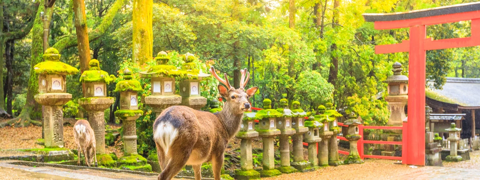 Japan 3