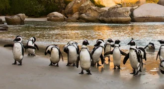South Africa 2