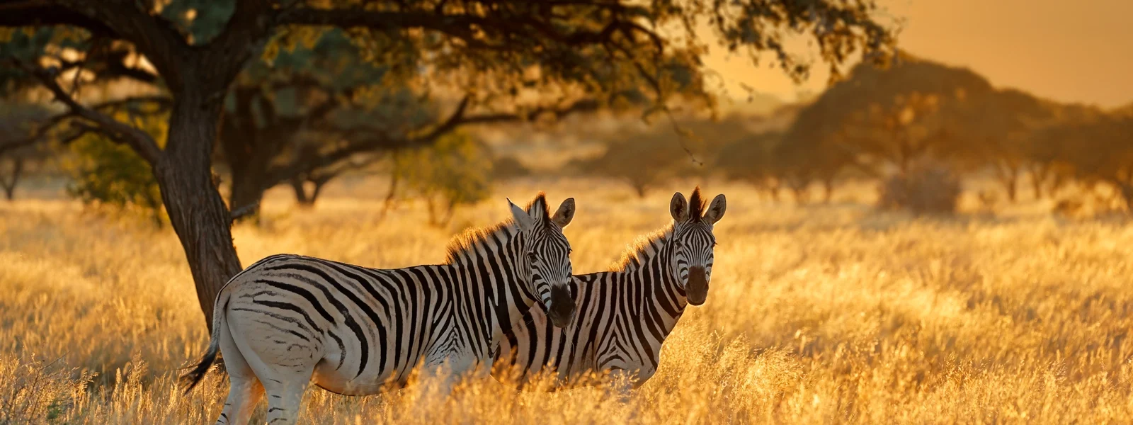 South Africa1